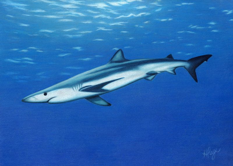 800x571 Shark Drawing Shadows Template