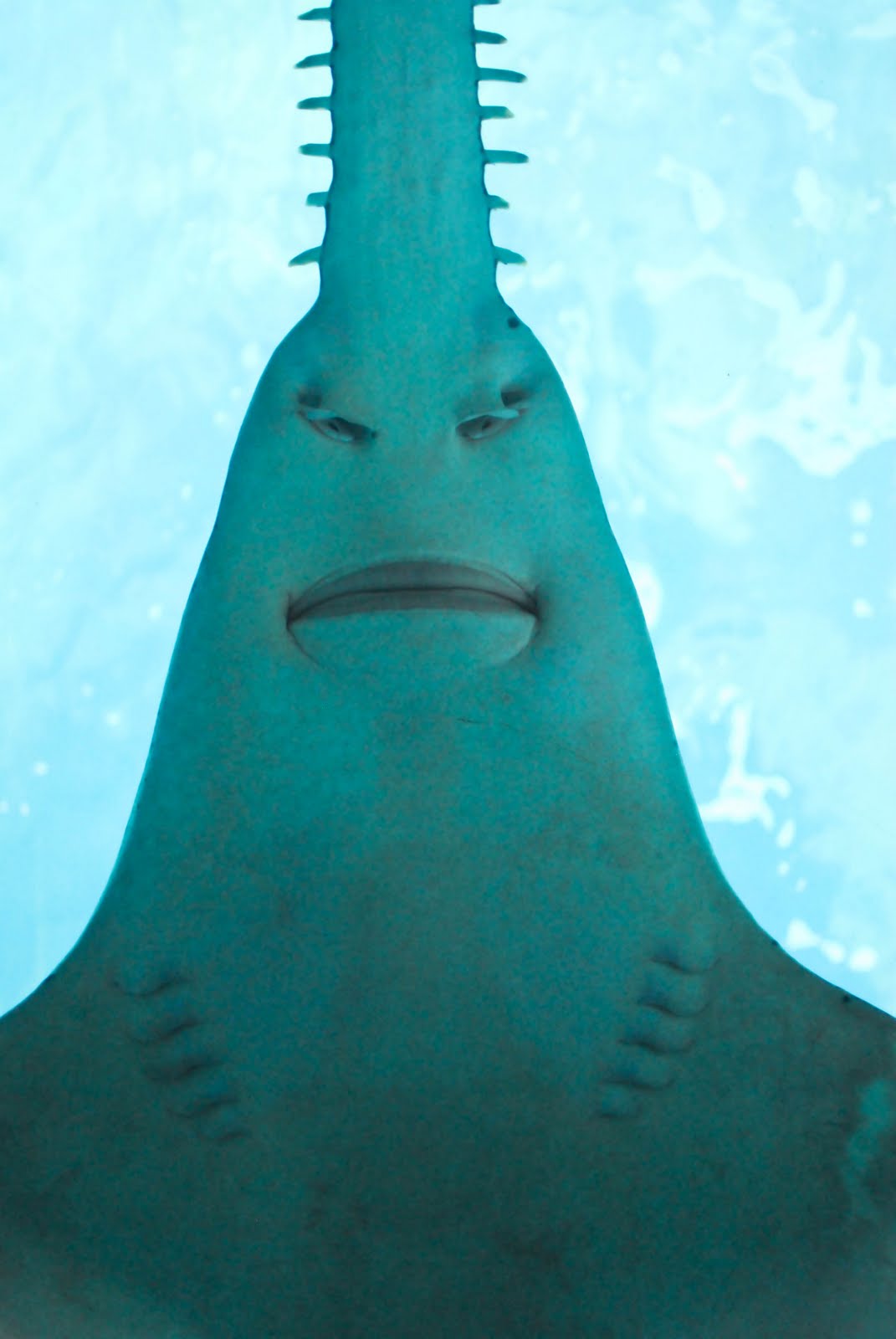 1071x1600 Saw Shark Face Photo And Wallpaper. Cute Saw Shark Face Pictures
