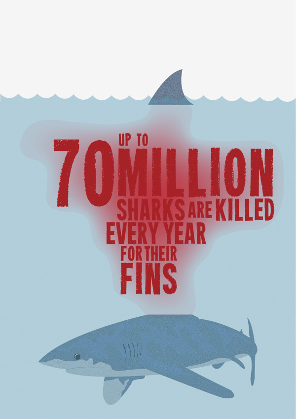 600x849 Shark Finning