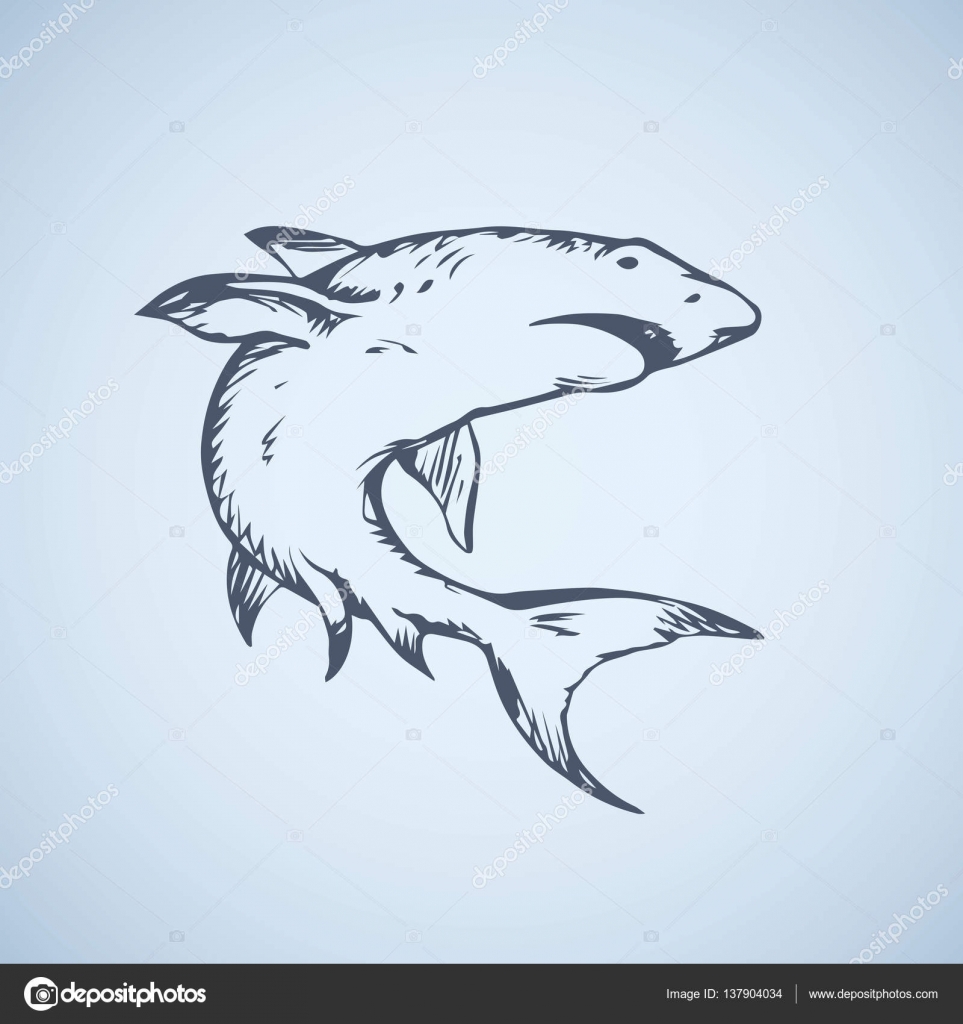 963x1024 Shark. Vector Drawing Stock Vector Marinka