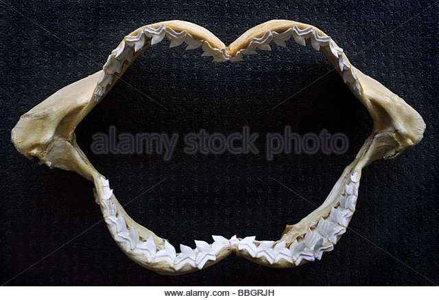 640x438 Shark Jaws Stock Photos Amp Shark Jaws Stock Images