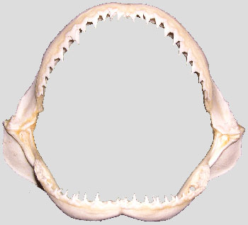 350x317 Shark Jaw Drawing