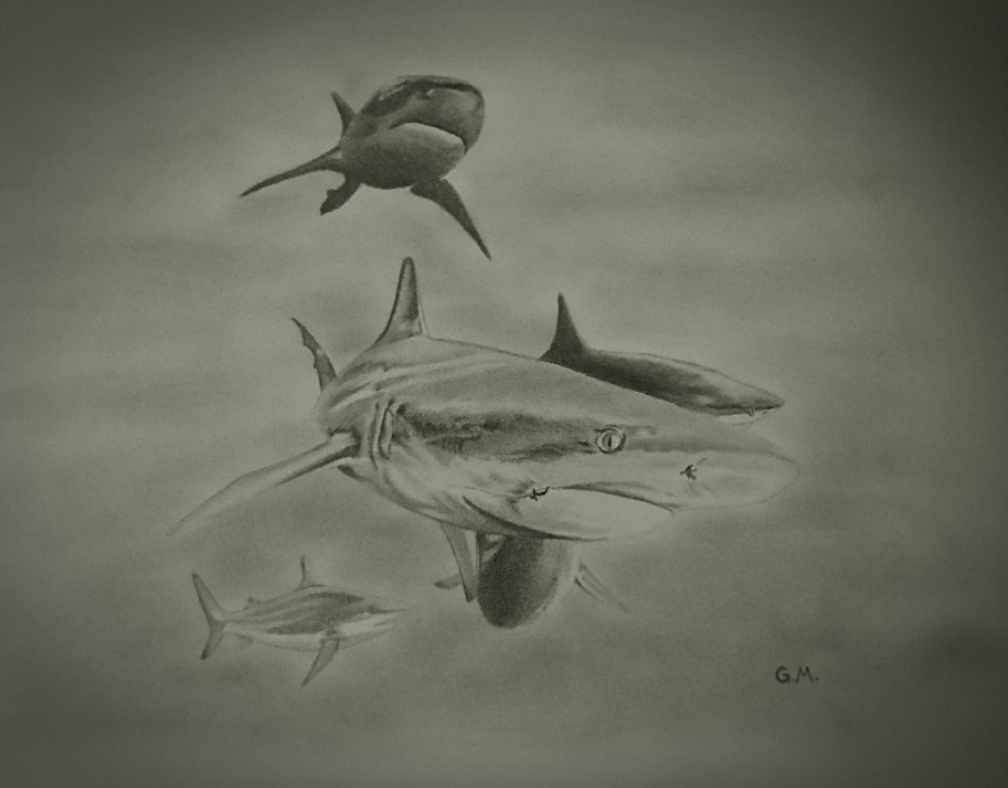 913x714 Drawing Of Swarm Of Sharks. Pencil. Freehand, Based On