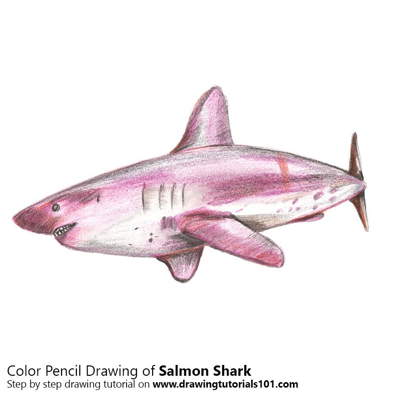 800x800 Salmon Shark Colored Pencils