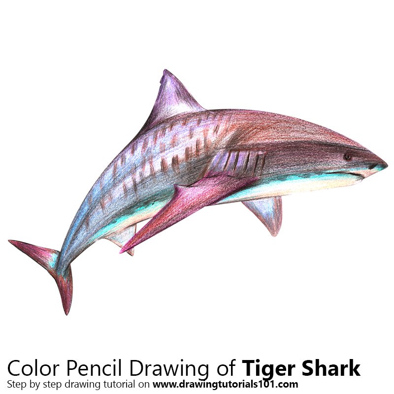 800x800 Tiger Shark Colored Pencils