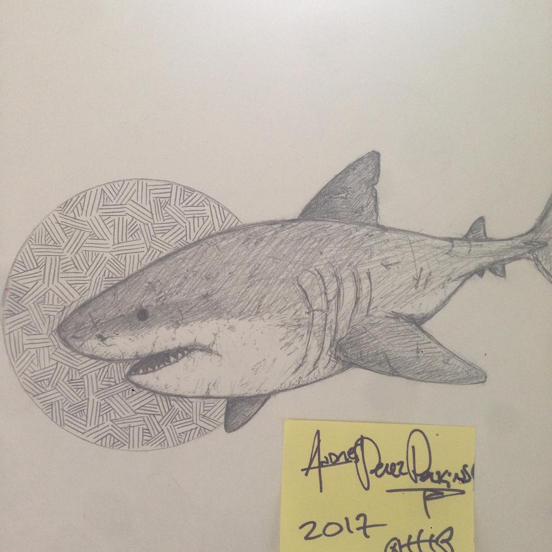 1080x1080 Shark Pencil Drawing On Instagram
