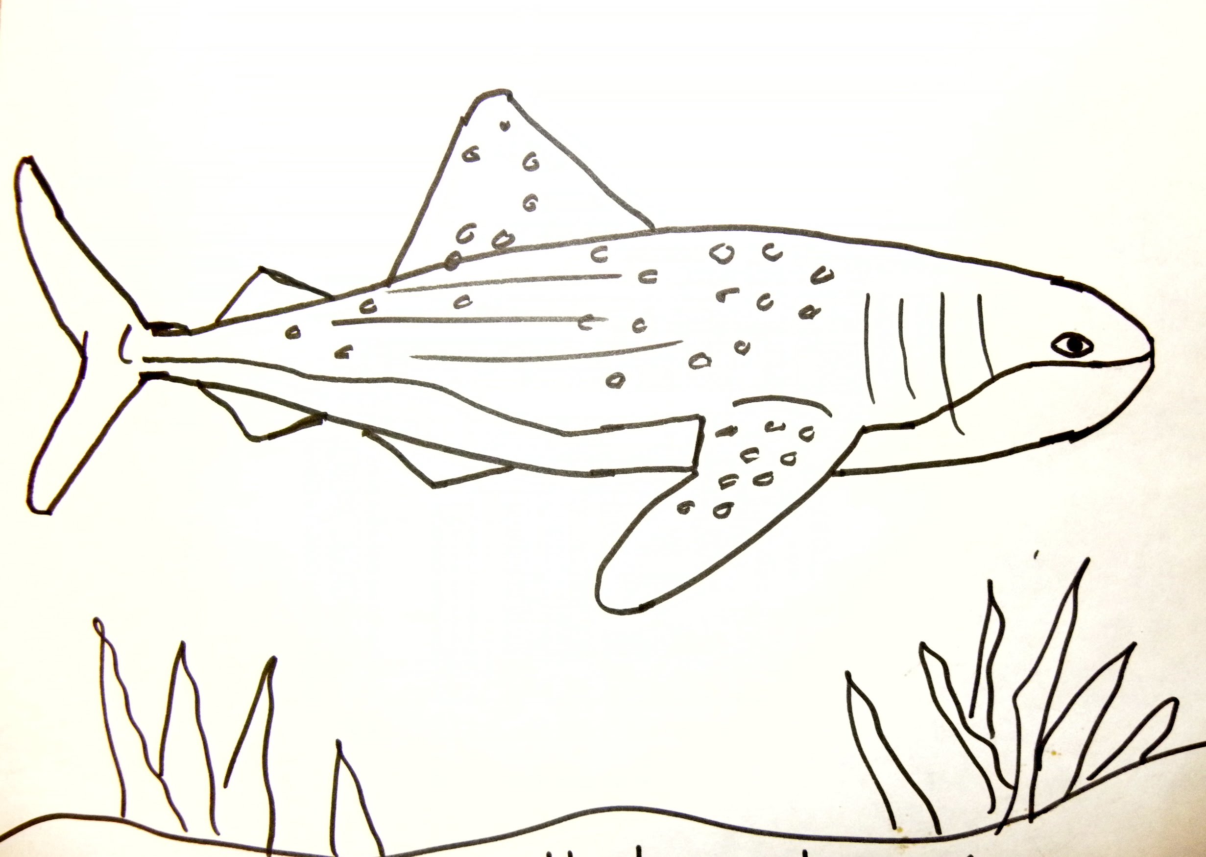 2462x1749 Kids Can Draw Whale Shark