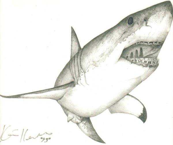 600x504 Large Drawing Of A Great White Shark Great White Shark By ~kh Fx