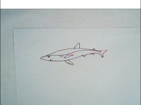 480x360 How To Draw A Blue Shark (Simple Drawing)