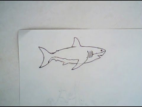 480x360 How To Draw A Megalodon Shark (Simple Drawing)