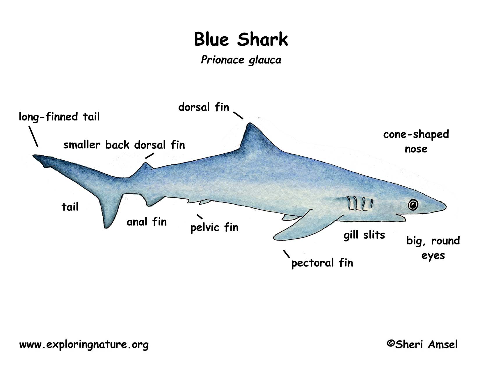 1650x1275 Shark (Blue)