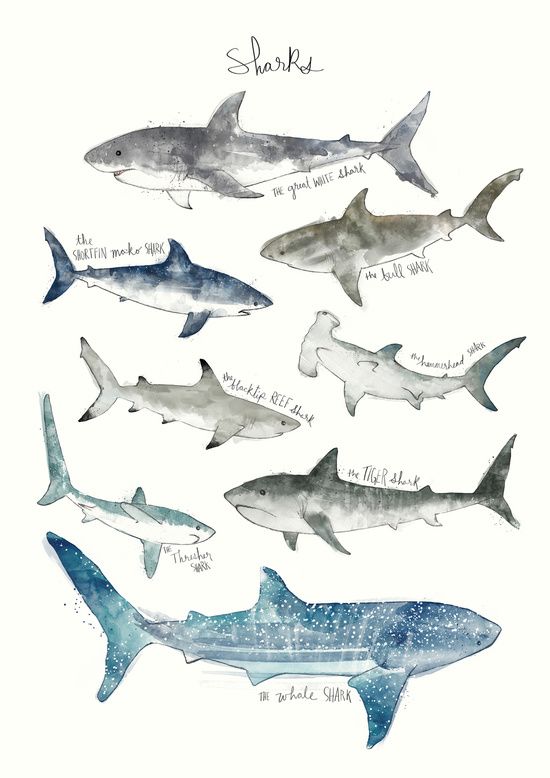 550x778 Sharks Art Print. Amy Hamilton. Tattoo Shark Art