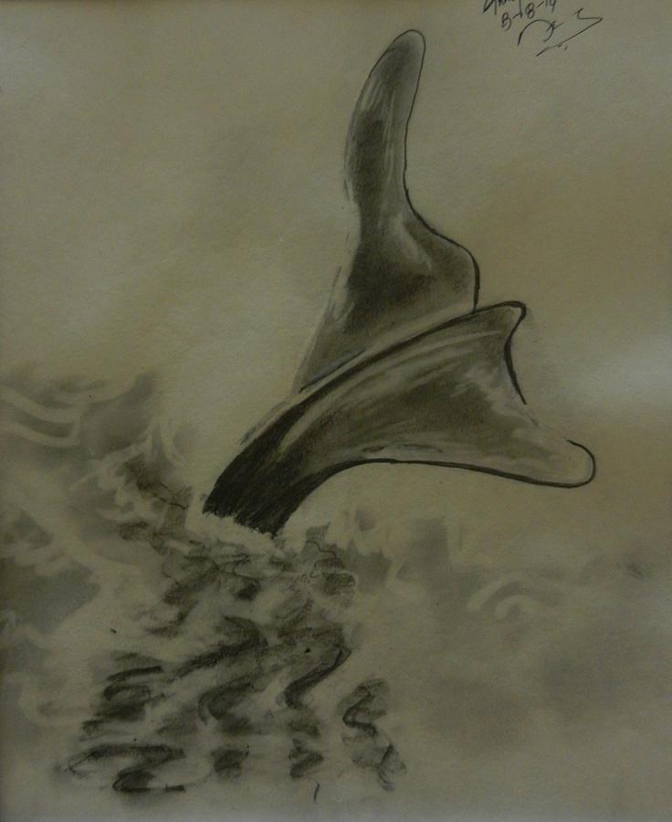 736x900 Tail Drawing By Naveen Gopinath