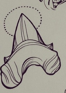 226x319 Another Shark Tooth Tattoo Ideas Tattoo, Tatting