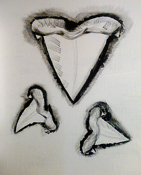 282x350 Barbara Searcy Artwork Collection Fossil Shark Teeth Art