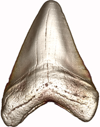 200x253 Great White Work Scientists Renew The Study Of Shark Teeth