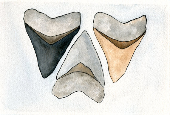 570x384 Shark Tooth Art