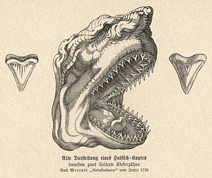 300x252 Shark Tooth Drawings Fine Art America