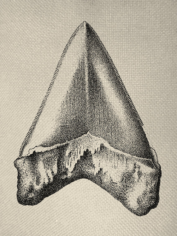 570x760 Shark Tooth Vintage Engraving Digital Graphic By Everythinggraphic