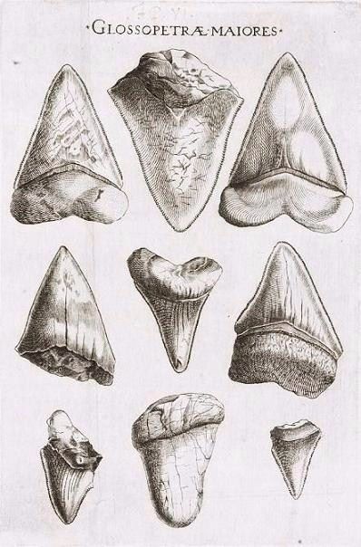 398x604 348 Best Shark Teeth Images On Shark Tooth, Sharks