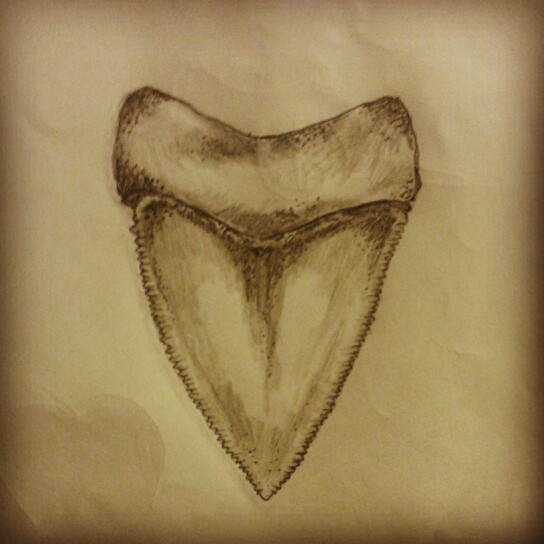 544x544 Great White Shark Tooth Tattoo Sketch By