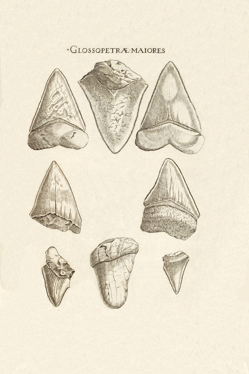 800x1200 Nicholas Steno's Fossil Shark Tooth Diagram