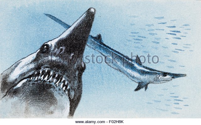 640x398 Shark Teeth Drawing Stock Photos Amp Shark Teeth Drawing Stock