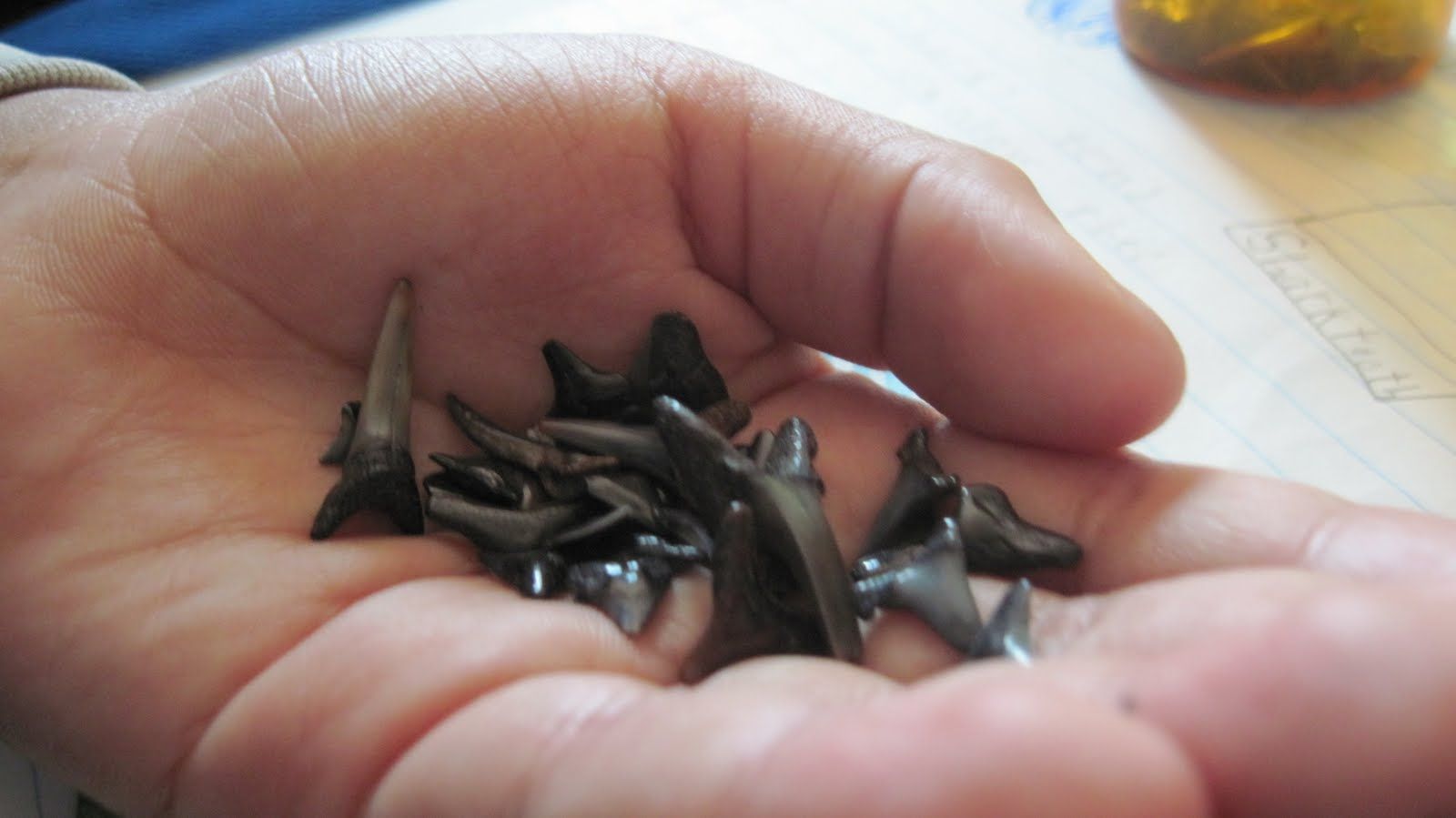 1600x899 Shark Tooth Drawing Always Interesting What You Can Find When You