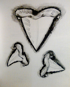 242x300 Shark Tooth Paintings