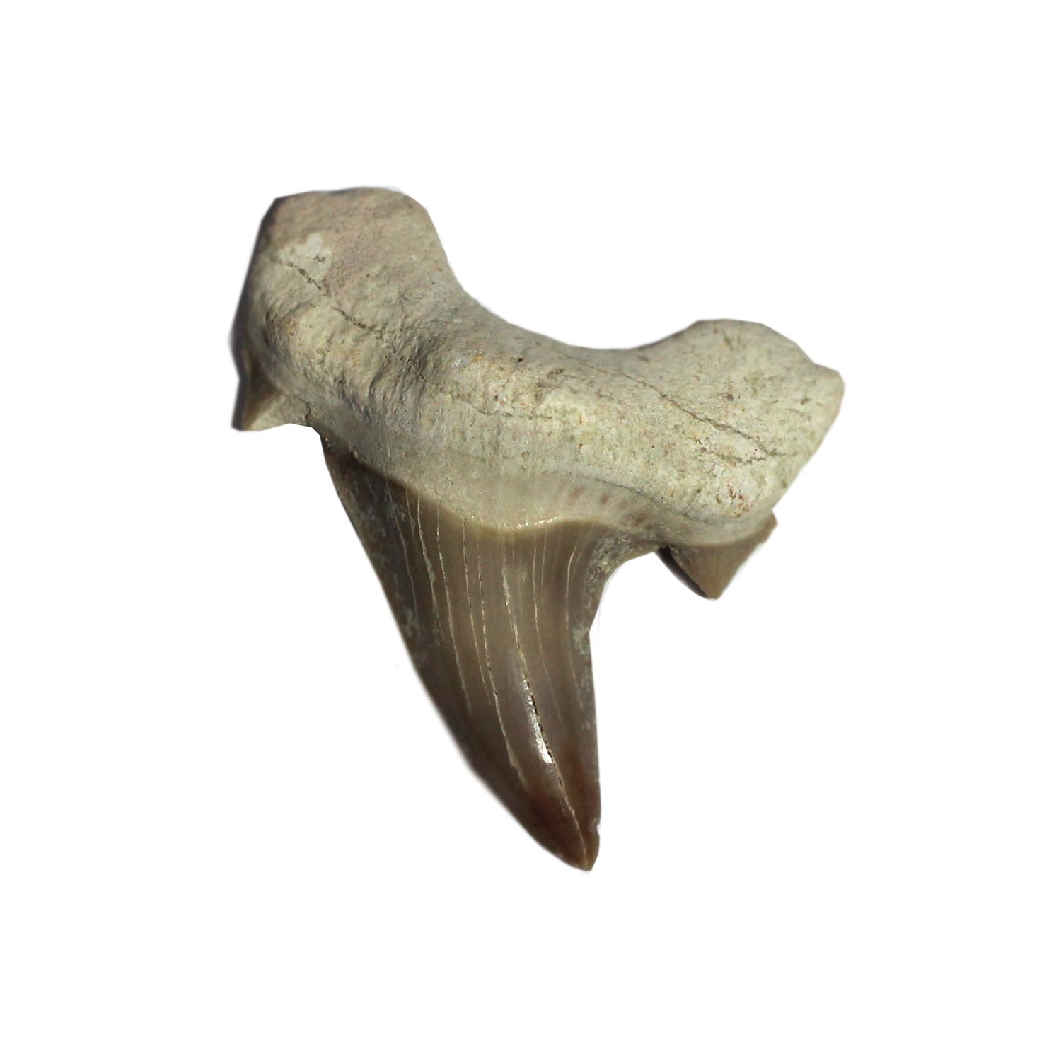 1500x1500 Shark Tooth Irock Shop