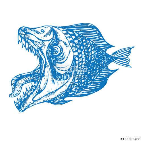 500x500 Piranhas Fish Profile, Open Mouth With Sharp Teeth And Long Tongue