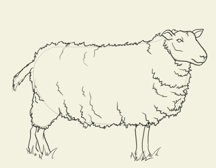 700x545 How To Draw Sheep