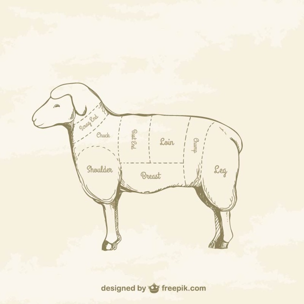 626x626 Lamb Cuts Drawing Vector Free Download