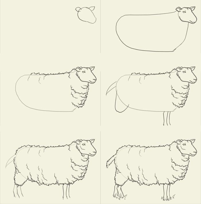 700x711 How To Draw Sheep Fartsy Drawings, Animal And Sketches