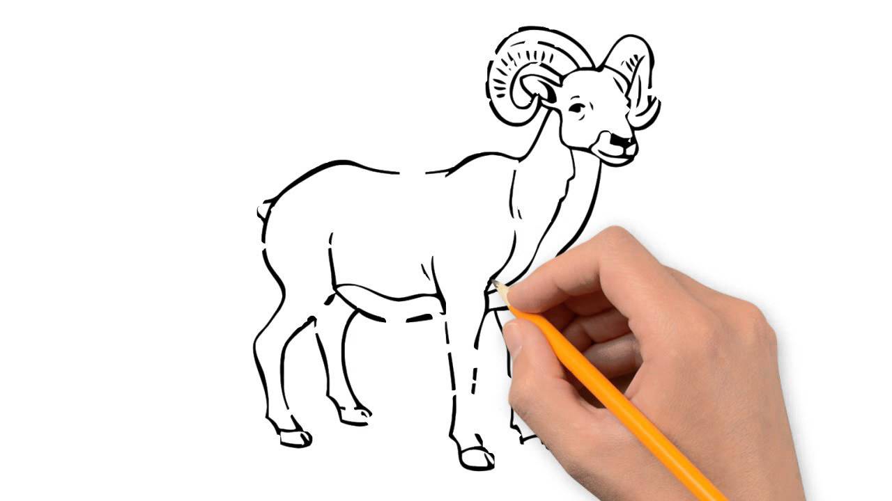 1280x720 Lamb Animals Pencil To Draw Step By Step