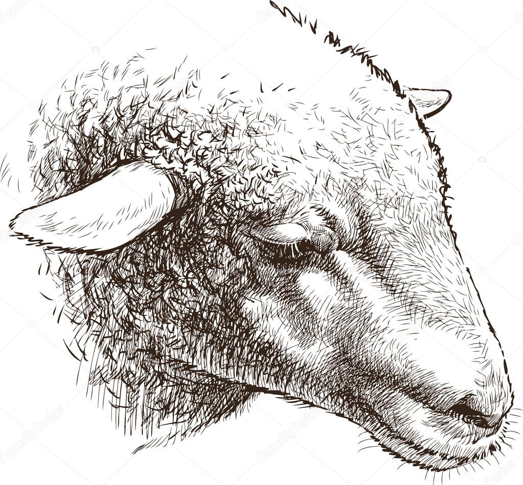 1023x949 Head Of Sheep Stock Vector Samakarov@mail.ru