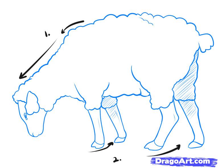 766x591 How To Draw A Sheep, Step By Step, Farm Animals, Animals, Free