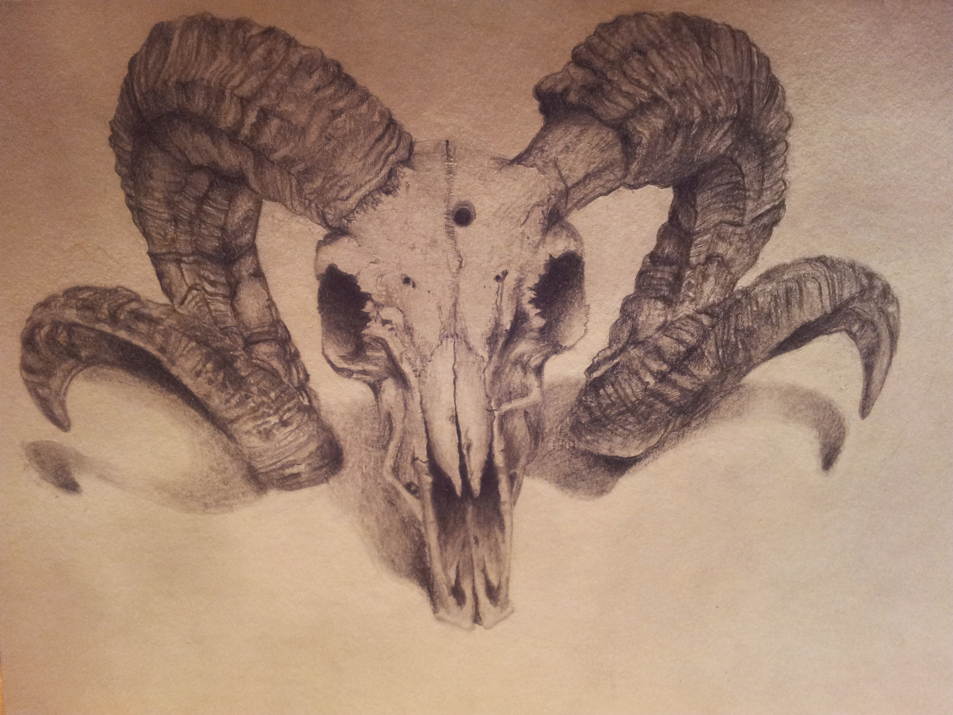 3264x2448 Sheep Skull Drawing By ~louisa911 On Heart Art