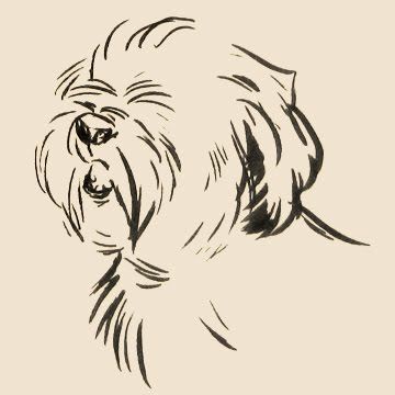 360x360 Pin By Lisa Curry On Old English Sheepdog Drawings And Art