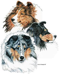 240x300 Sheltie Drawings Fine Art America