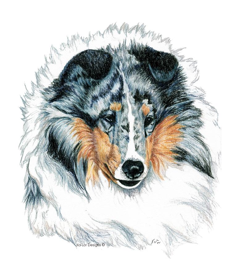 771x900 Shetland Sheepdog, Sheltie, Blue Merle Drawing By Kathleen Sepulveda