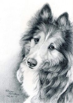 236x329 Sheltie Drawing Gorgeous Sheltie Art Collie