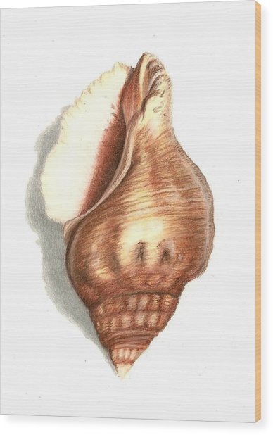 388x618 Oyster Drill Sea Shell Drawing By Heather Mitchell