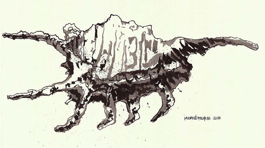 900x503 Spider Shell Drawing Black Ink Painting By Morne Fourie