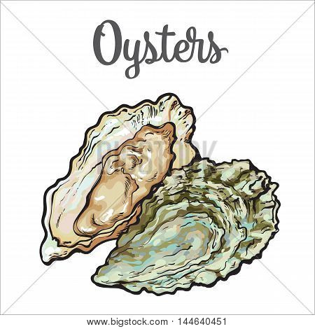 450x470 Fresh Oyster, Sketch Style Vector Vector Amp Photo Bigstock