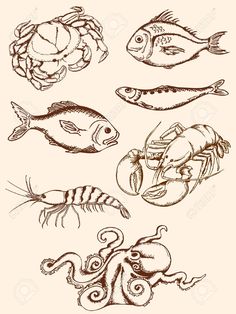 236x314 Hand Drawn Seafood Sketch Vector Set Hand Drawn, Graphics And Logos