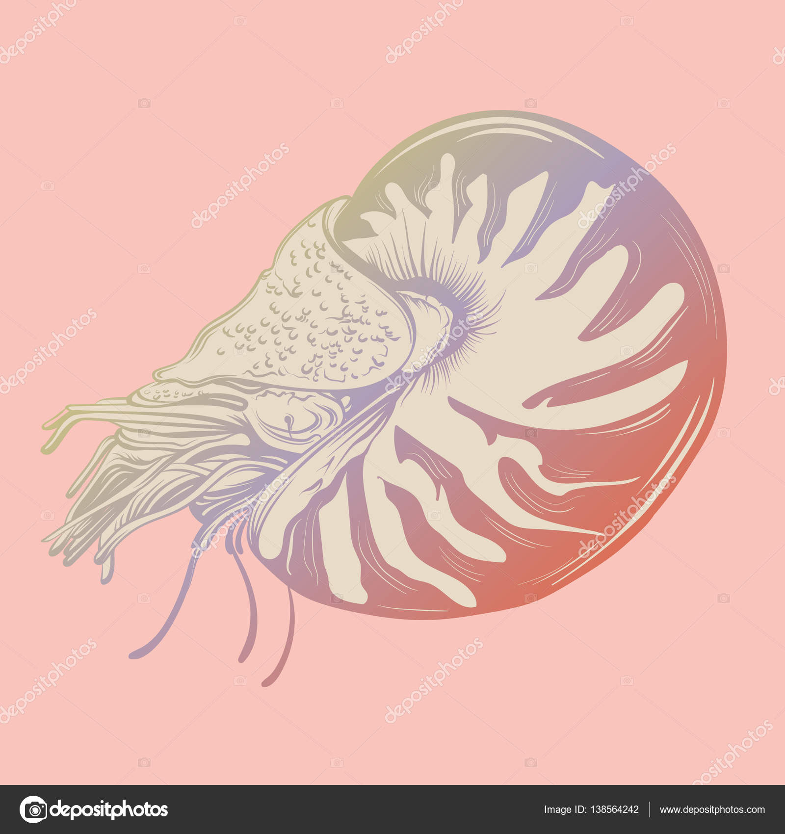 1600x1700 Vector Hand Drawn Illustration Of Shellfish Nautilus In Realistic