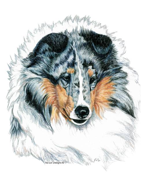 502x650 Stunning Shetland Sheepdog Drawings And Illustrations For Sale