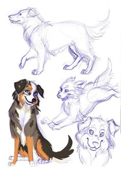236x335 Australian Shepherd Drawing