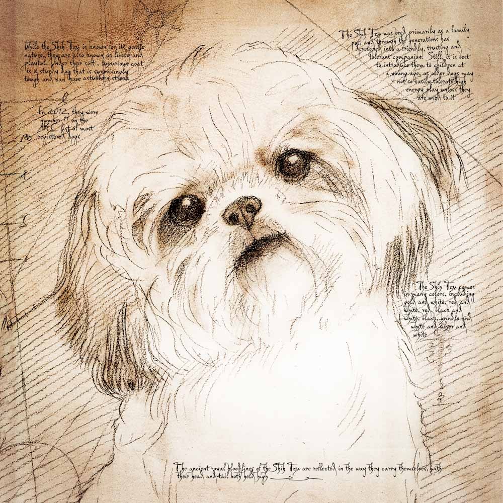 1000x1000 Shih Tzu Tilted Head Detail Of A Da Vinci Style Drawing